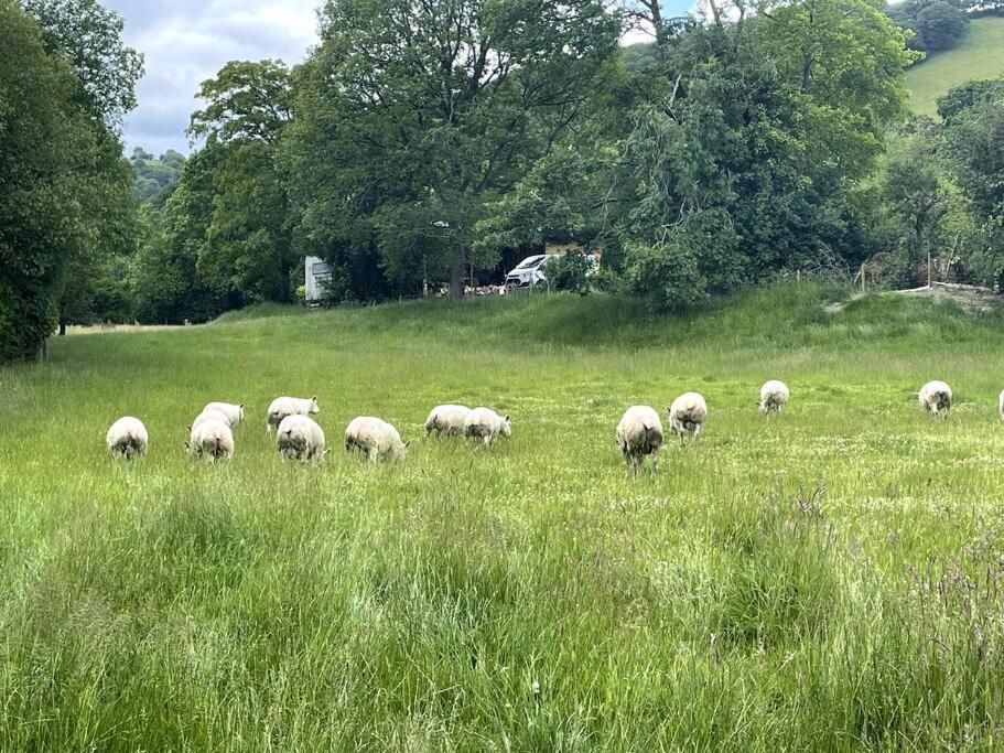 Y Felin Bed And Breakfast And Smallholding Caersws Exteriör bild