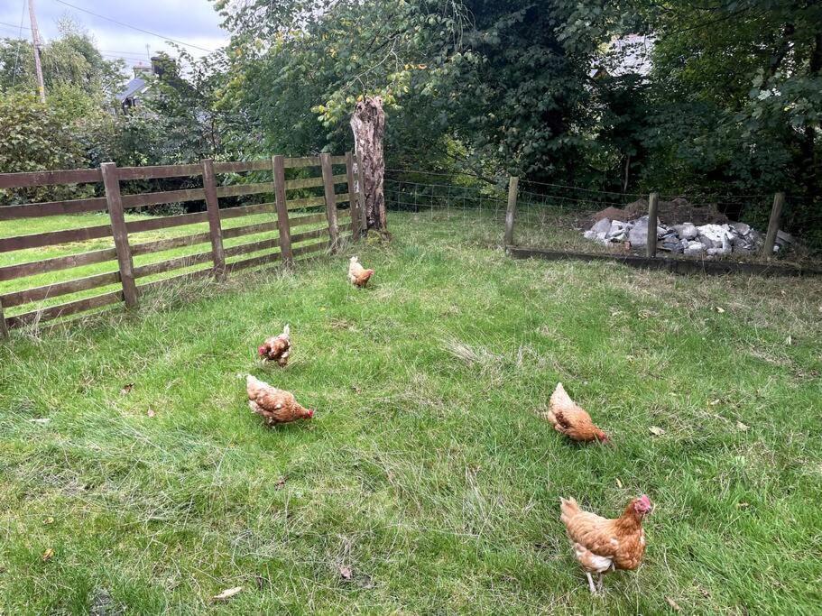 Y Felin Bed And Breakfast And Smallholding Caersws Exteriör bild